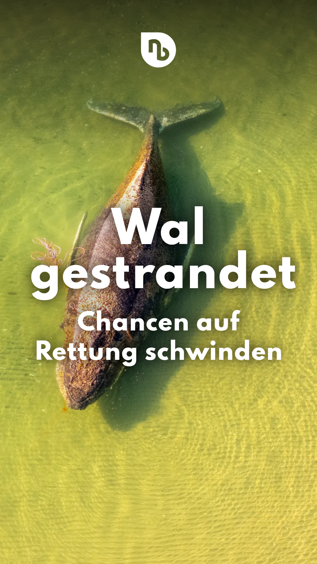 Video: Hoffnung schwindet: Buckelwal an der deutschen Ostseeküste gestrandet - Rettungsversuche erfolglos