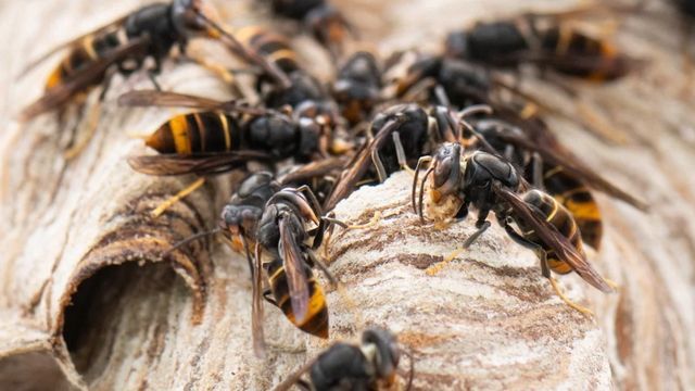 Asiatische Hornissen greifen Kindergruppe in Freibad an – zwölf Verletzte