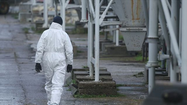 Virologe warnt vor Vogelgrippe-Pandemie bei Menschen: „Gefahr nicht zu unterschätzen“