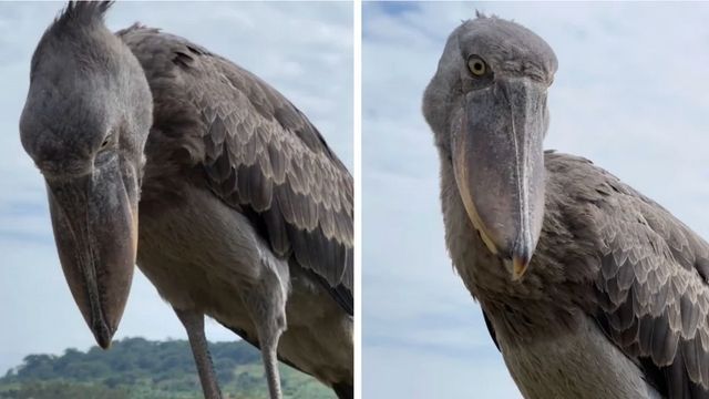 Riesiger, dinosaurierähnlicher Vogel landet auf einem Touristenboot in Afrika