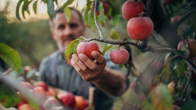 Nach 20 Jahren Forschung jetzt im Supermarkt – was neue Apfelsorte „Pompur“ kann