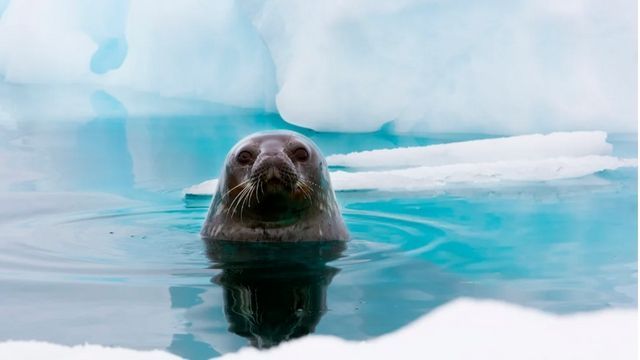 Video: Dank Robben lösen Forscher ein Antarktis-Schmelzrätsel