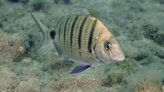 Video: Fische beißen Urlauber an Mallorca-Strand