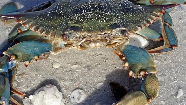 Video: Italien bekämpft invasive Krabben mit 150.000 Oktopussen