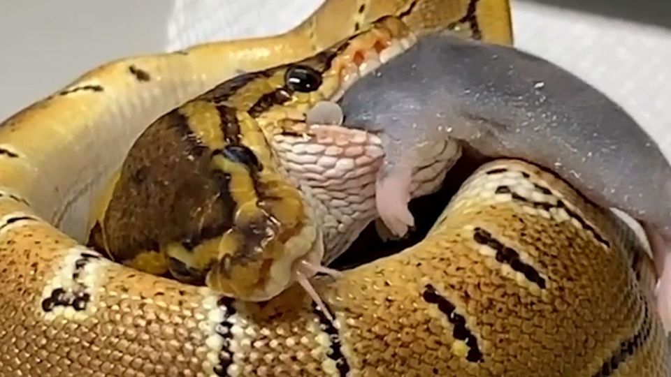 Zweiköpfige Pythonschlange macht sich über Maus her