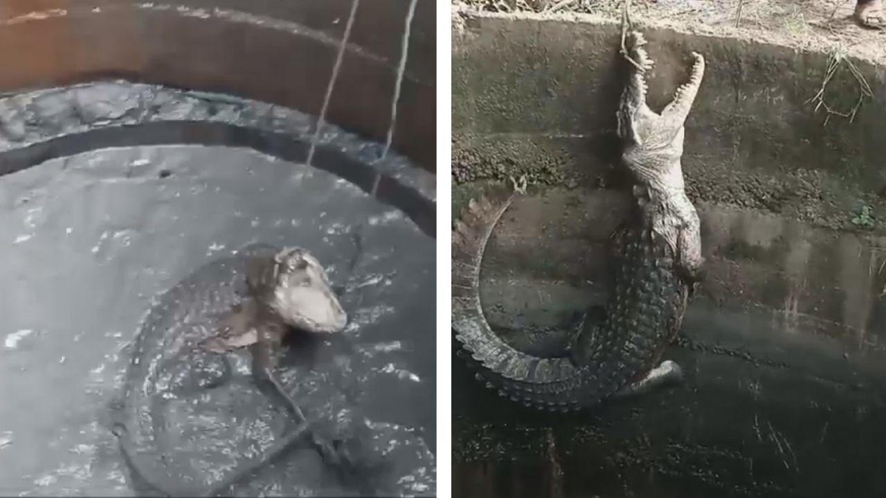 Reptil war abgestürzt: Aggressives Krokodil aus Brunnen gerettet