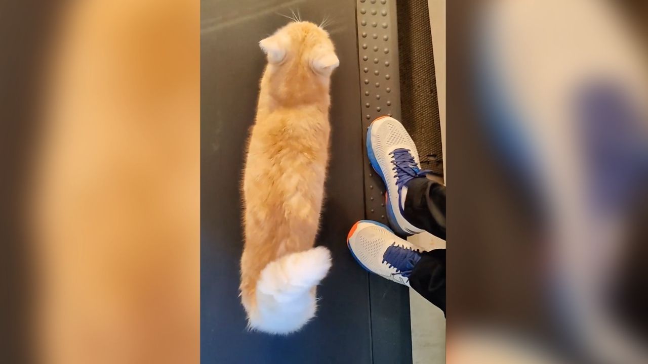 Fitter Vierbeiner: Katze wagt sich aufs Laufband