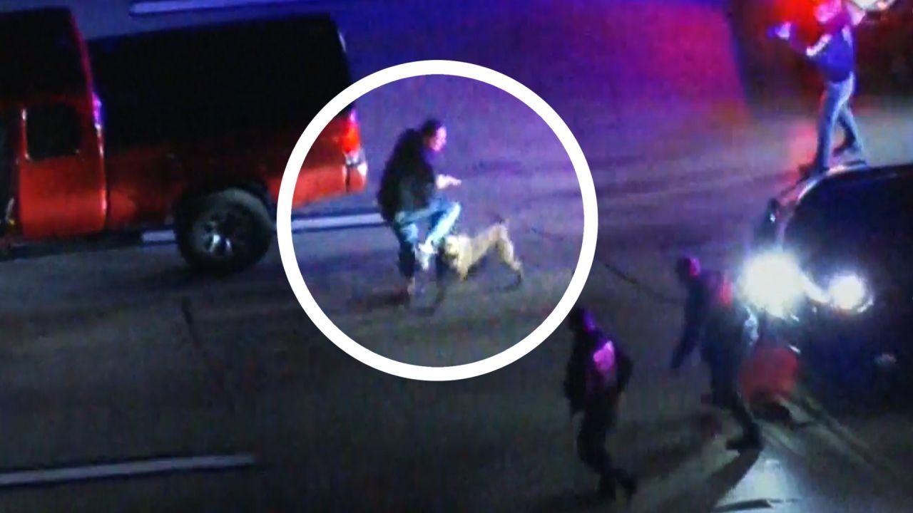 Vierbeiner machte kurzen Prozess: Polizeihund beendet Verfolgungsjagd