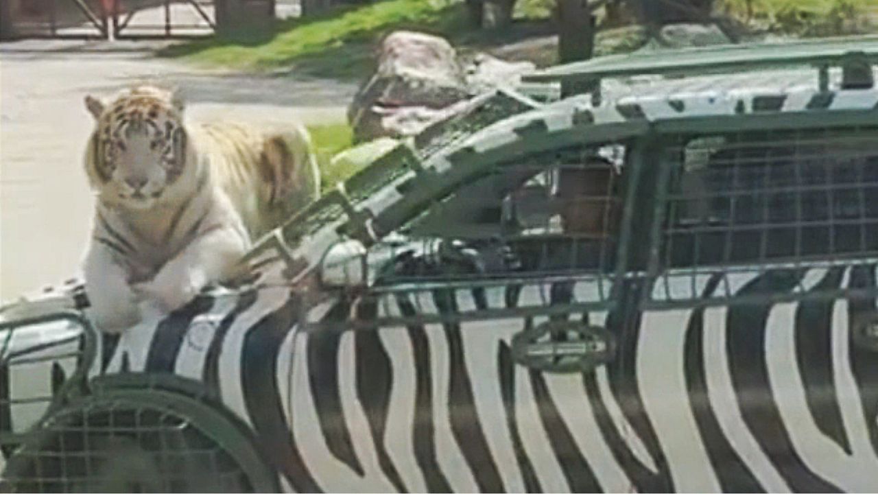 Lazy cat of prey: tiger lets itself be chauffeured around on the hood