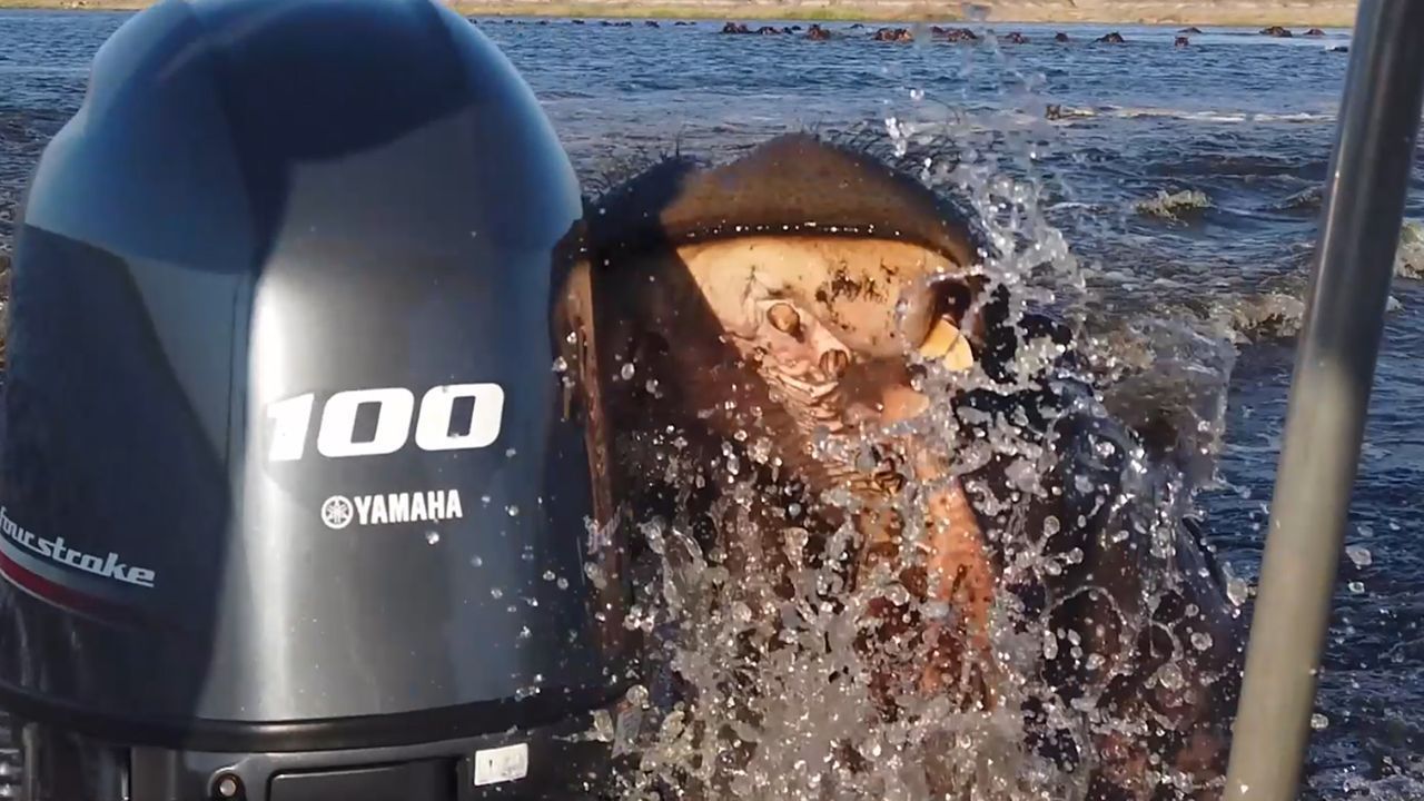 Attacke bei Flusstour: Nilpferd geht auf Motorboot los