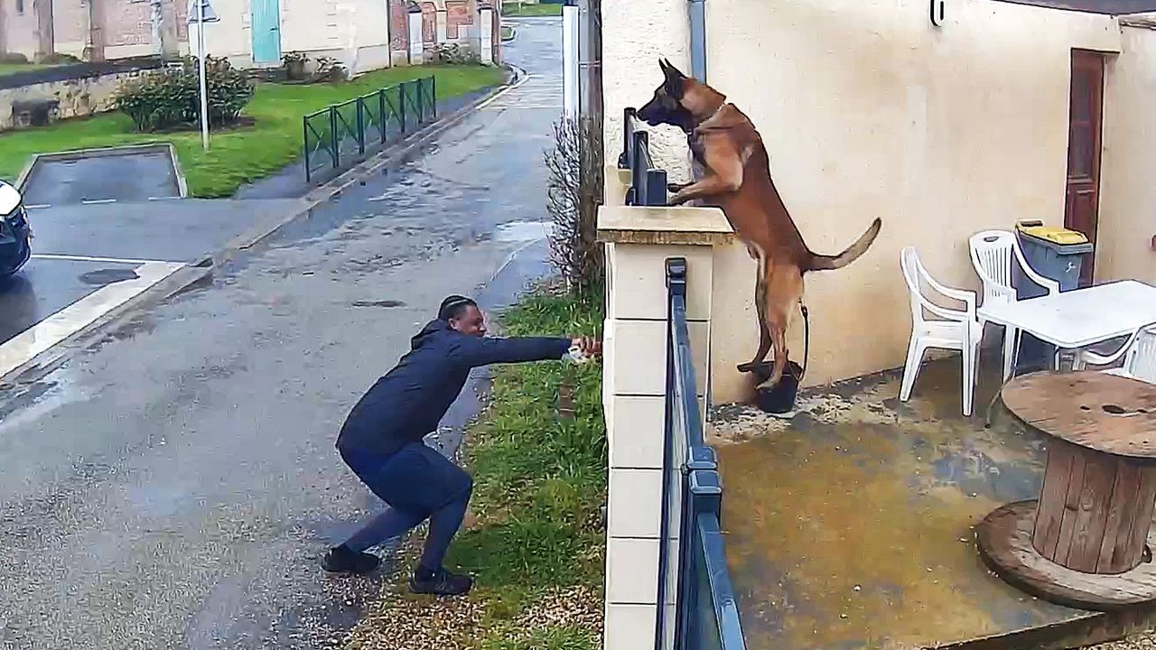 Schäferhund außer Rand und Band – mutiger Paketbote schleicht sich an
