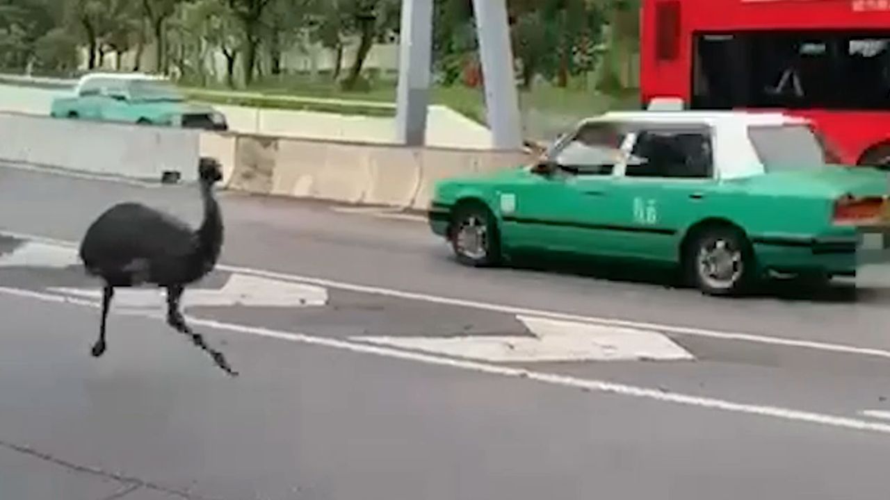 Emu ausgebüxt: Laufvogel sorgt in Hongkong für Aufregung