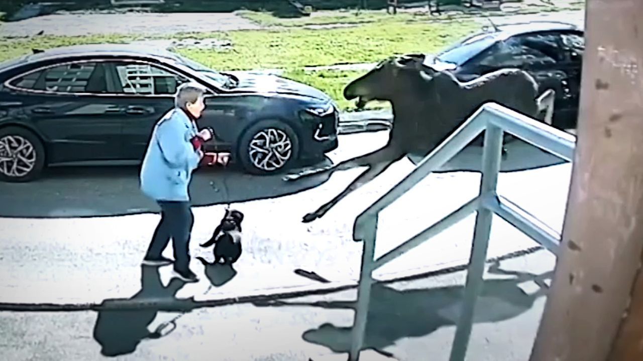 Attacke von hinten: Elch rennt Frau in Wohngebiet einfach um