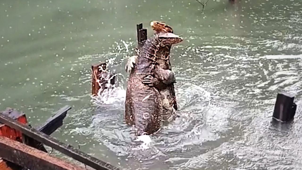 Godzilla-Kampf im Regen: Gigantische Warane wrestlen in Teich