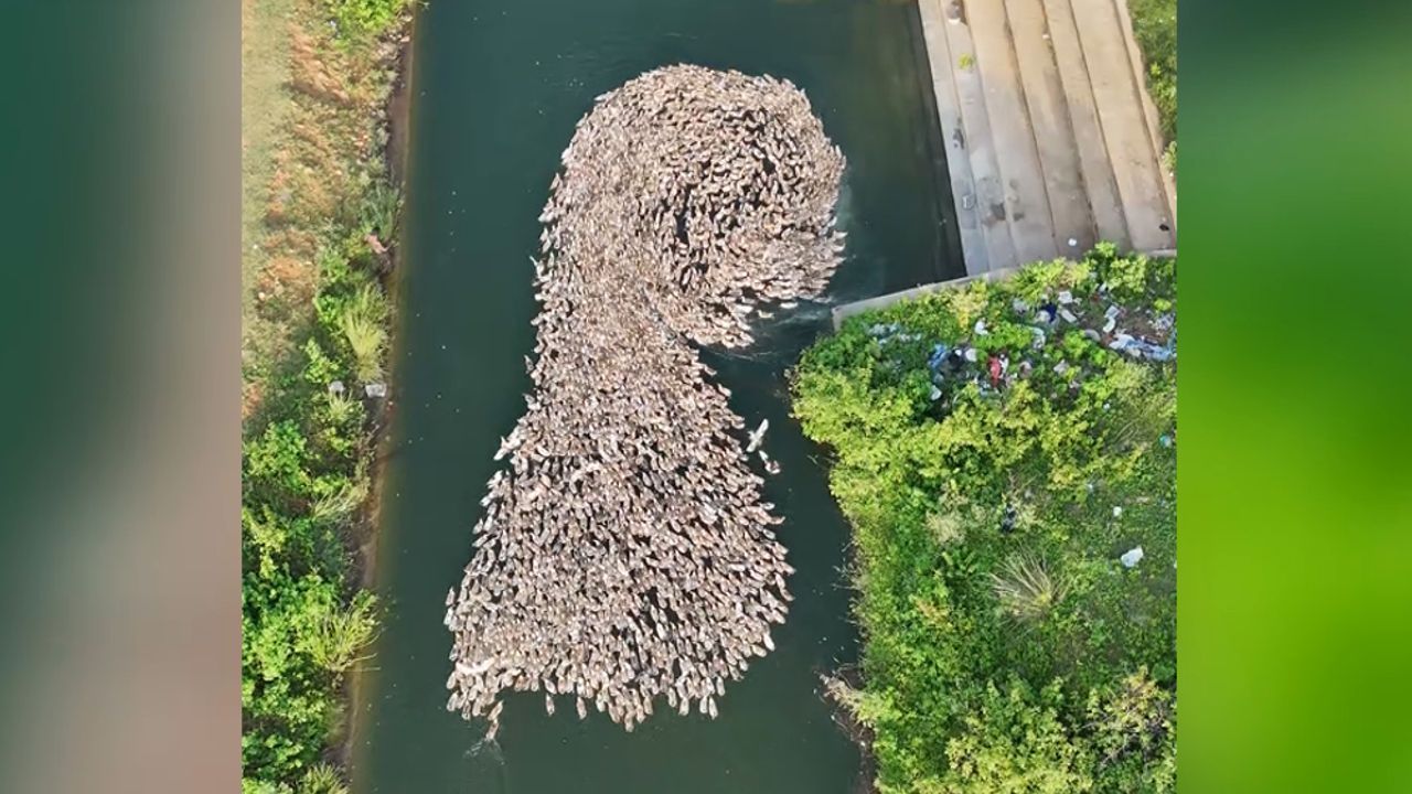 Faszinierender Schwarm: Drohne filmt Enten beim Badeausflug