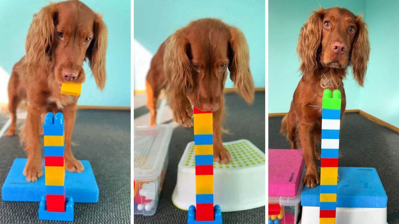 Besser als ein Kleinkind: Hund stapelt Bauklötze im Handumdrehen
