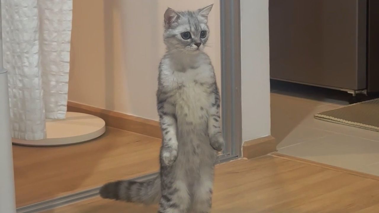Wie ein Erdmännchen: Katze ist völlig von den Socken