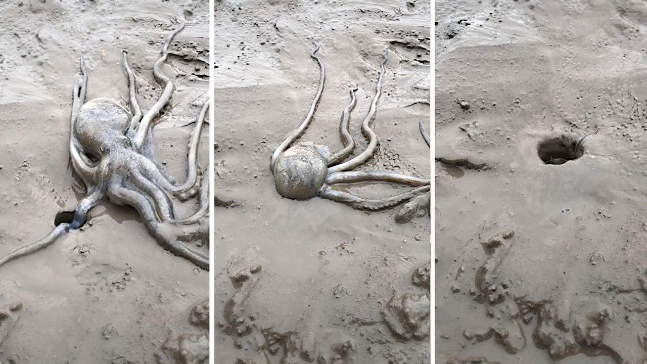 Tierischer Bewegungskünstler: Oktopus verschwindet durch Loch