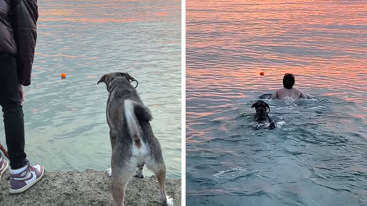 Ins eiskalte Meer gesprungen: Mann bringt Hund seinen Ball zurück