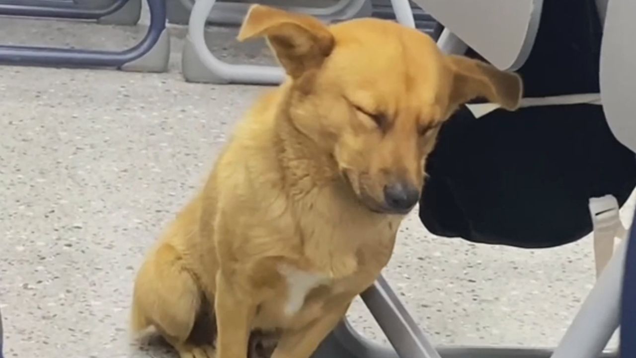 Vorlesung zu langweilig: Hund kann an Universität die Augen nicht offen halten