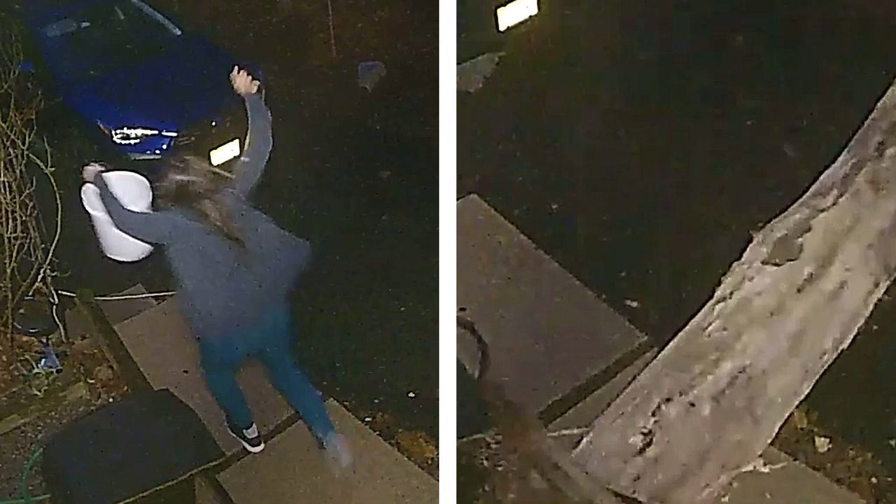 Baum im Anflug: Frau führt Hund Gassi – dann hört sie ein gefährliches Knacken