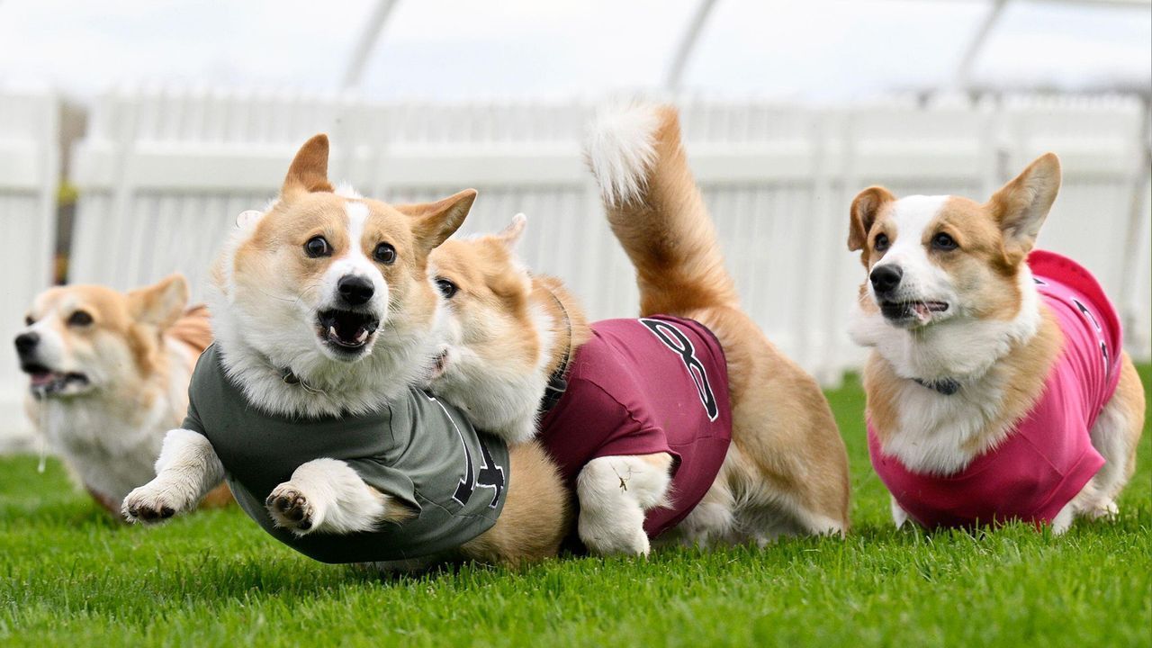 Video: Großes Rennen auf kleinen Beinen: Corgis laufen in Schottland um die Wette