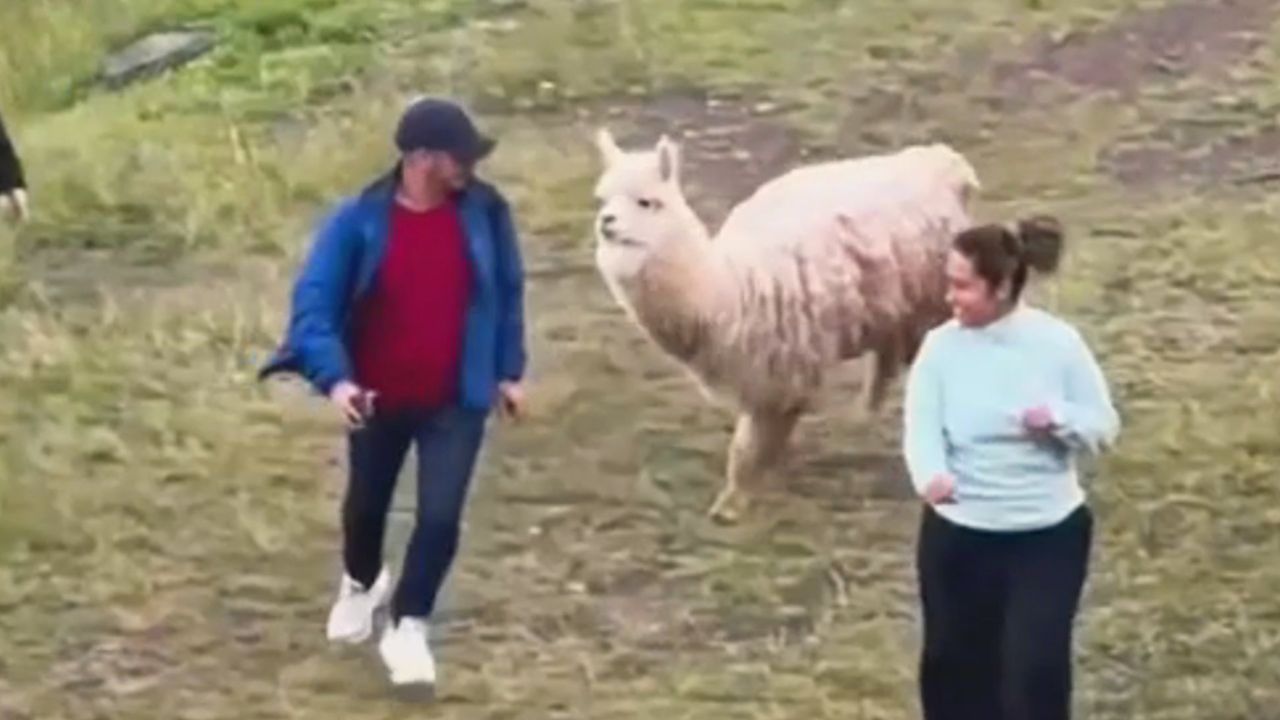 Video: Keine Fotos: Genervtes Lama geht auf Touristen los