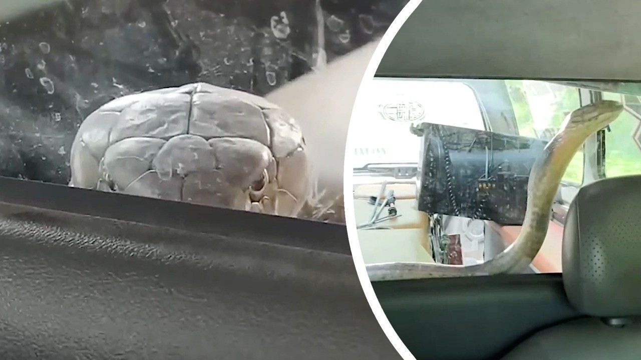 Video: Kobra lugt im Auto durch Trennscheibe – Schlangenfänger haben ein Problem