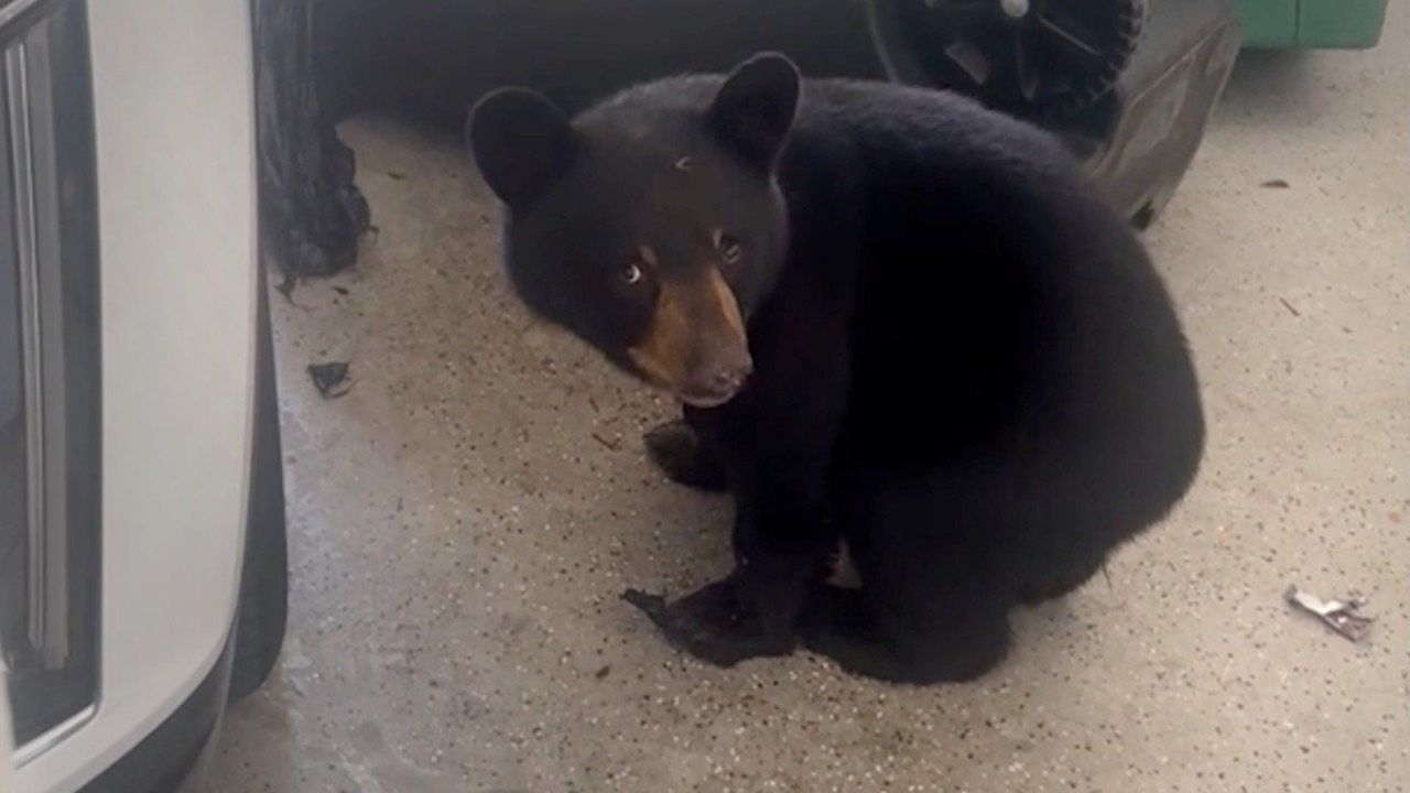 Video: Müll durchwühlt: Schuldbewusstes Bärenjunges in Garage ertappt