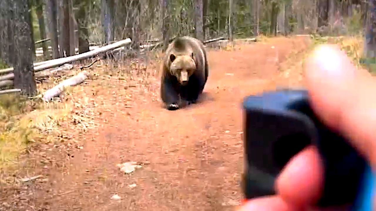 Bange zehn Minuten: Grizzly jagt Wanderer in Kanada
