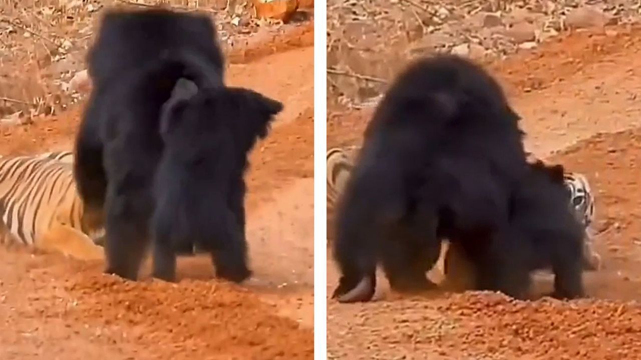 Video: Nachwuchs angegriffen: Mutige Bärenmama vertreibt Tiger