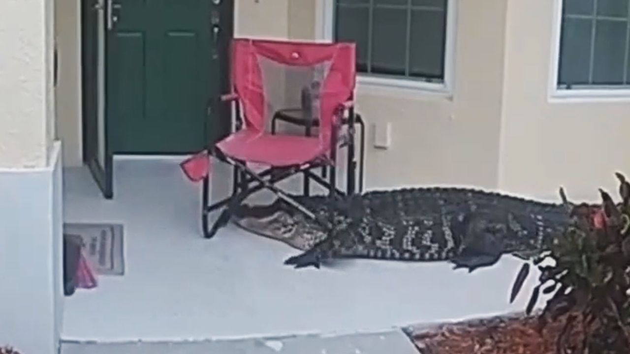 Video: Überraschungsbesuch in Florida: Alligator ringt mit Gartenstuhl