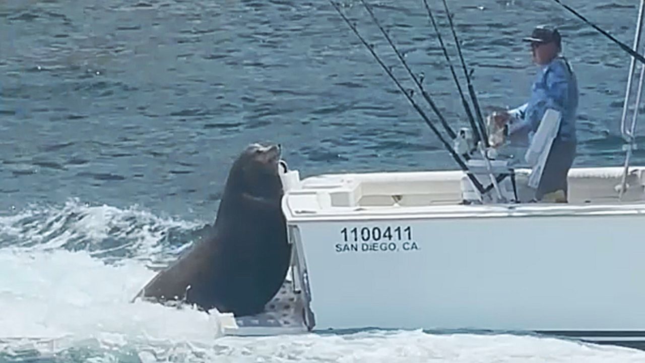 Video: Frecher Seelöwe entert Boot – und will nur eins