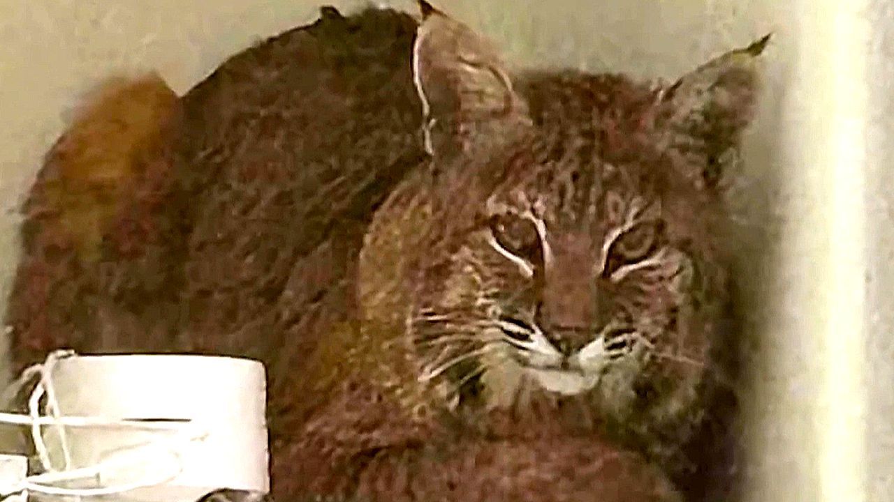 Video: Raubkatze im Wohnzimmer: Luchs zeigt Polizisten die kalte Schulter
