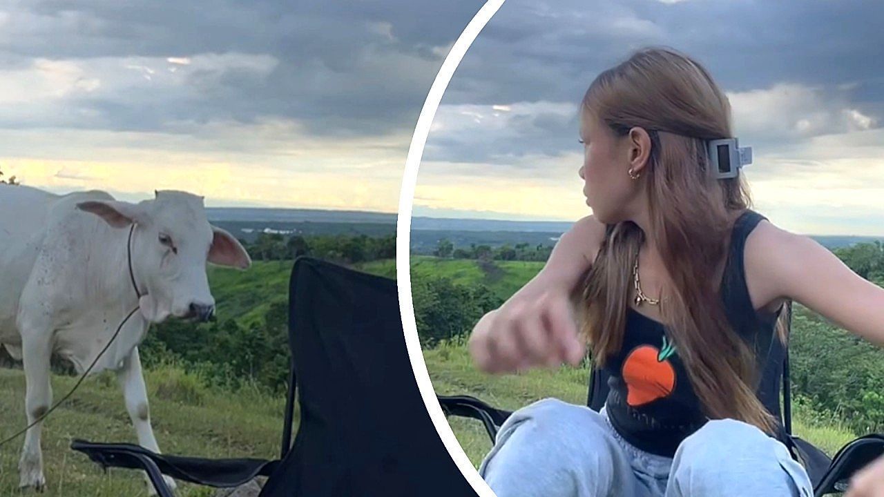 Tierischer-Social-Media-Profi-Kuh-verscheucht-junge-Frau-von-Campingstuhl
