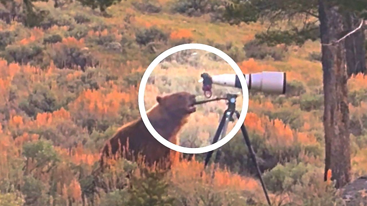 Video: Fotograf verzweifelt: Bär hat teure Kamera zum Knabbern gern