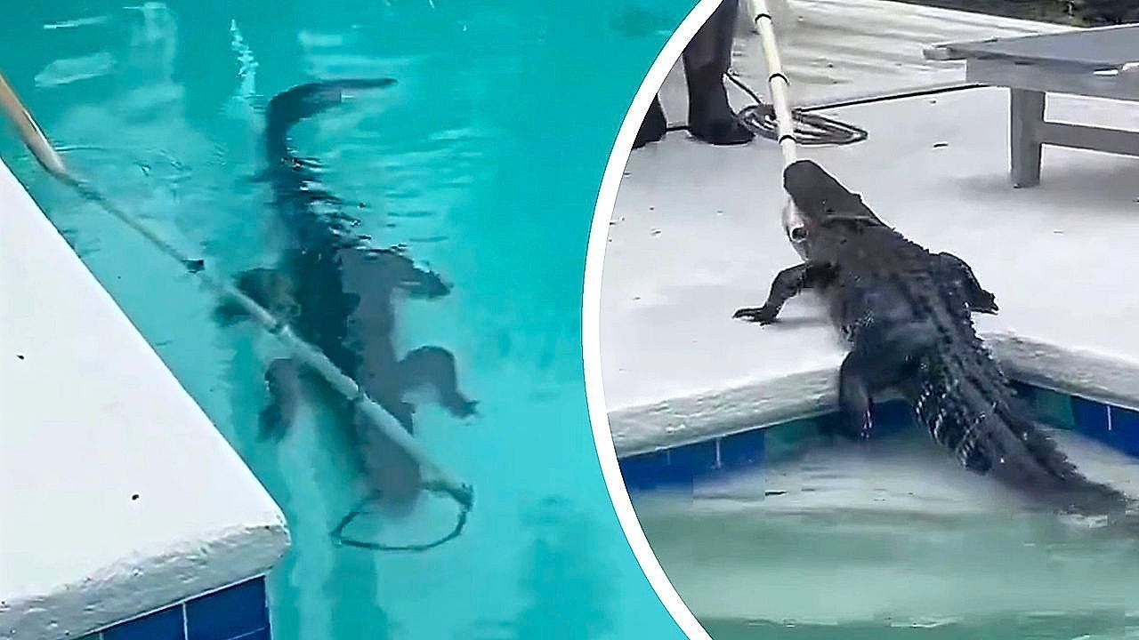 Alligator in der Nachbarschaft – Raubtier entspannt sich im Pool