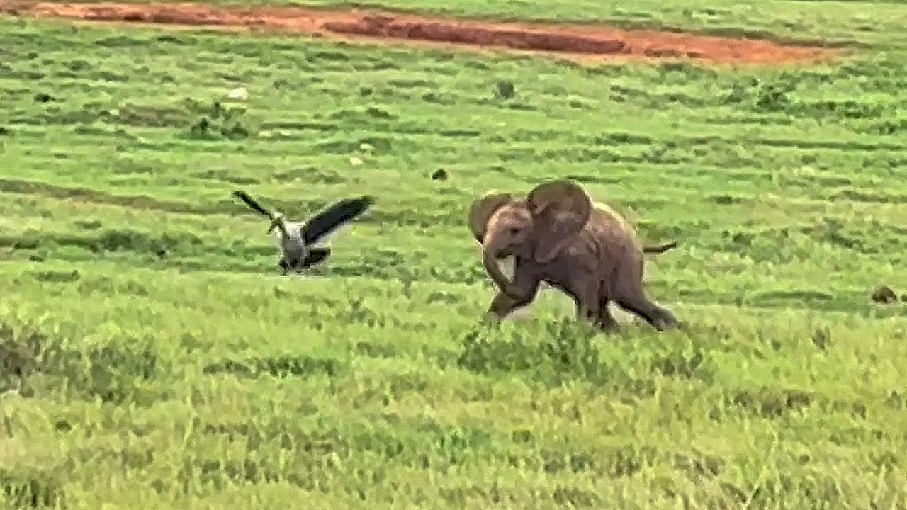 Elefantenbaby ganz verspielt: Kleiner Dickhäuter jagt Vogel