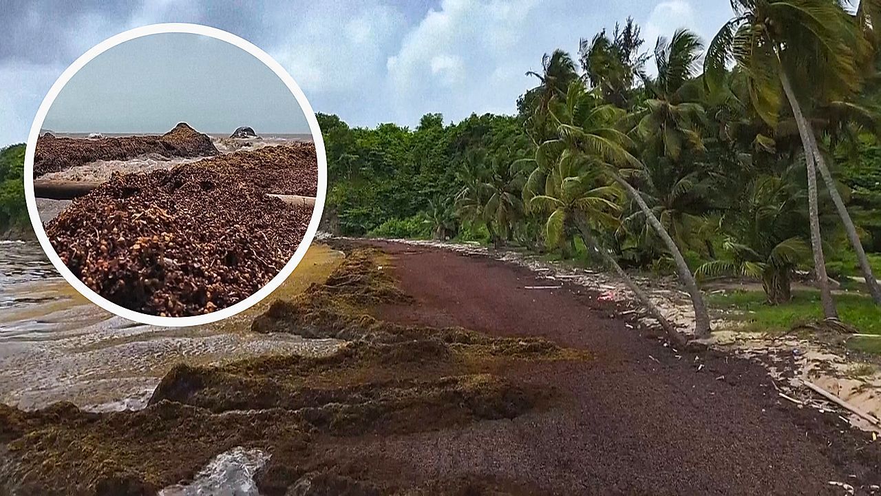 Video: Braune Flut statt blaues Meer: Tonnen Algen verpesten Karibikstrände
