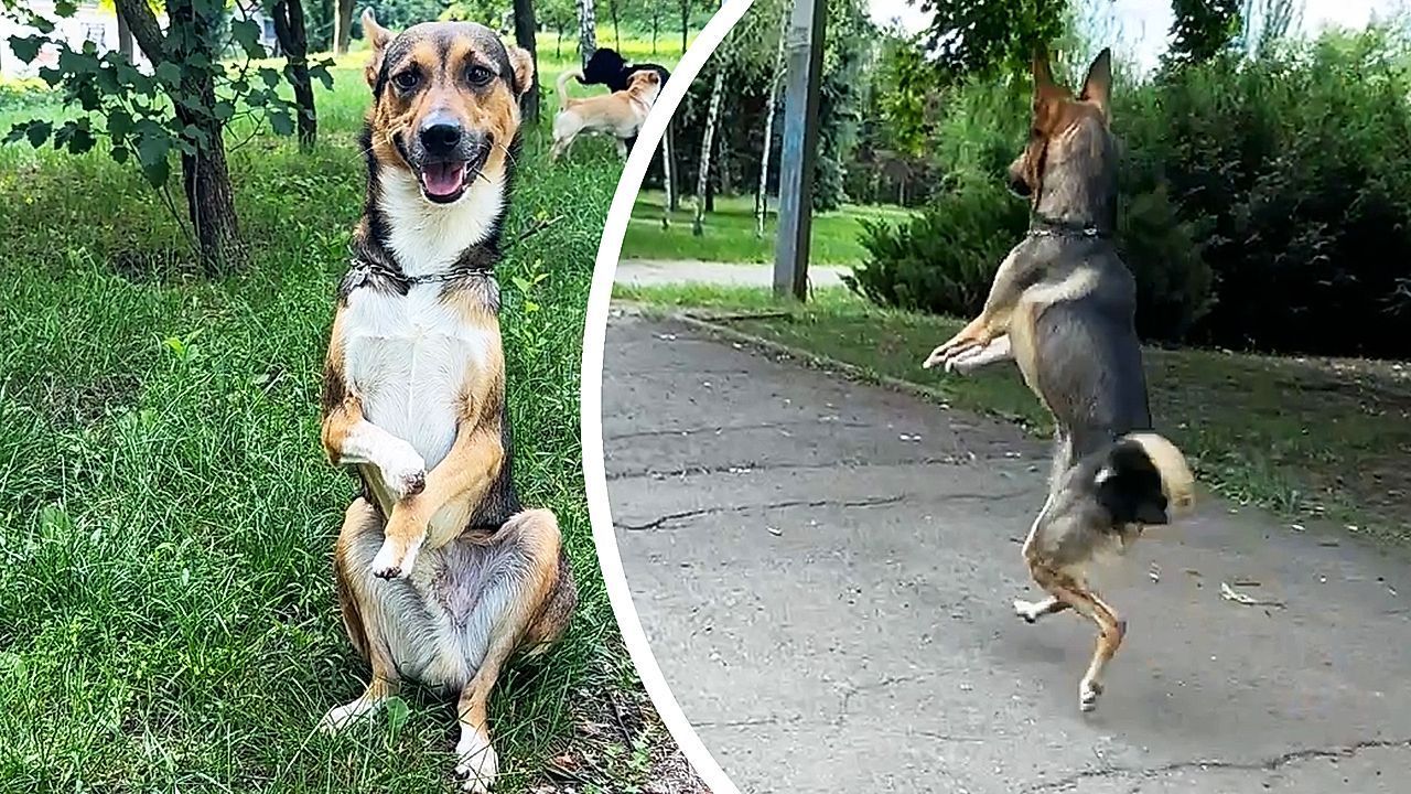 Hund hüpft wie ein Känguru – „Laaki“ wurde bei russischem Angriff verletzt
