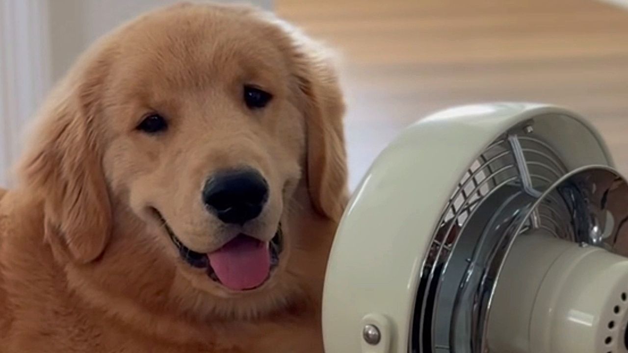 Video: Hund gegen Hitze: Golden Retriever findet den perfekten Platz