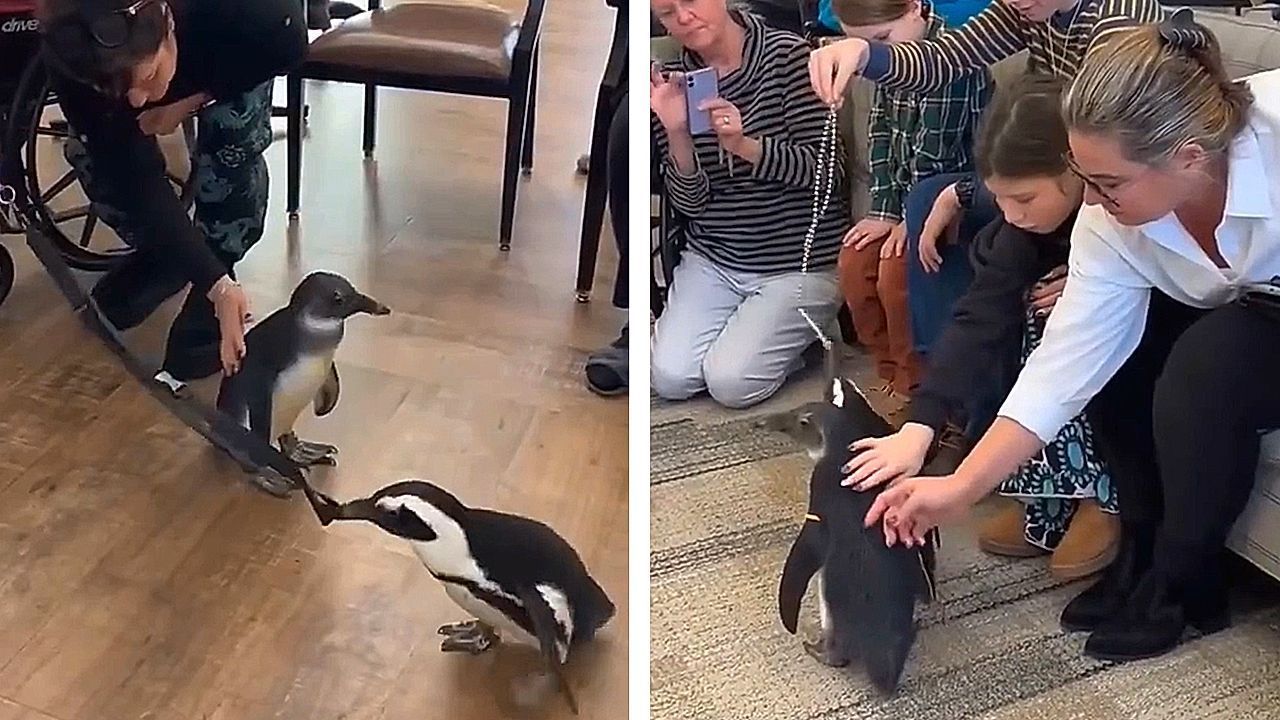 Video: Seltene Pinguine besuchen Seniorenheim in Georgia