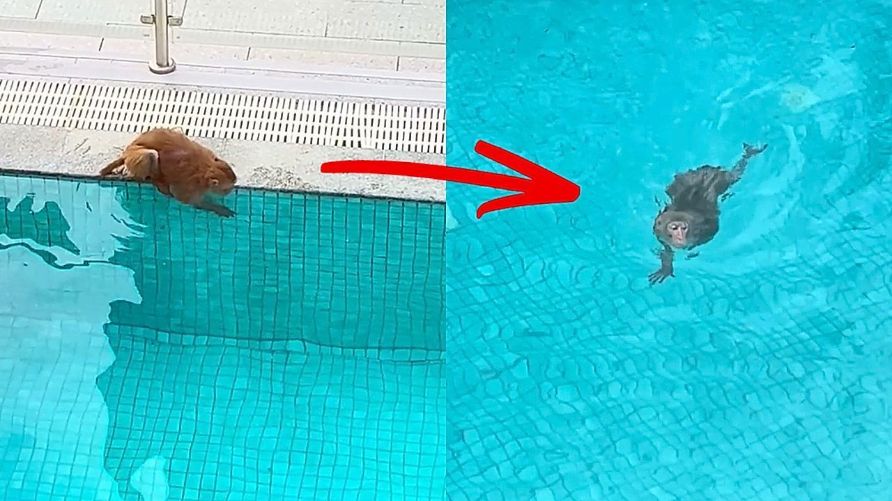 Video: Affenhitze: Makake genießt Bad im Hotelpool