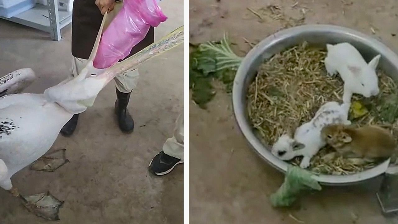 Gieriger Wasservogel: Fünf Kaninchen aus Pelikan gerettet