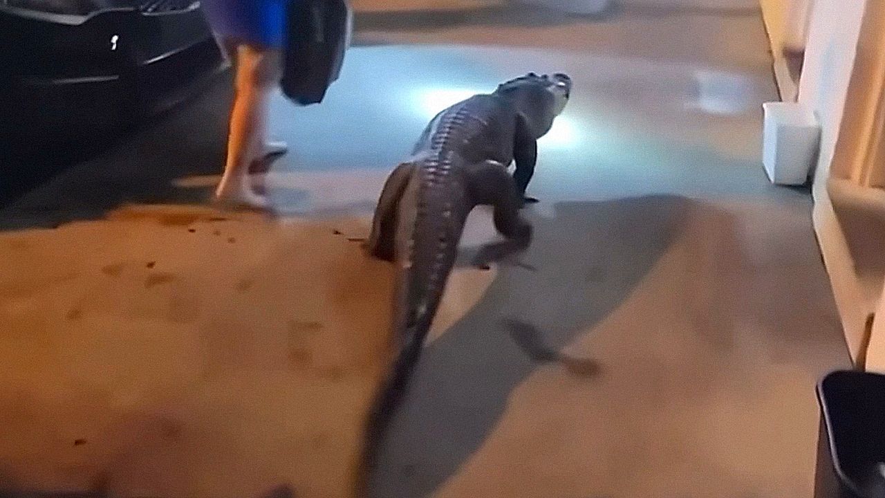 Video: Alligator treibt sich vor Motel in Virginia herum – Polizist erlebt Überraschung