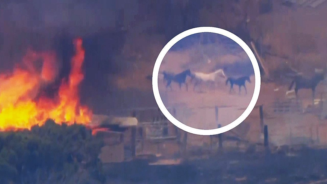 Feuer in Kalifornien: Pferde flüchten in Panik vor den Flammen