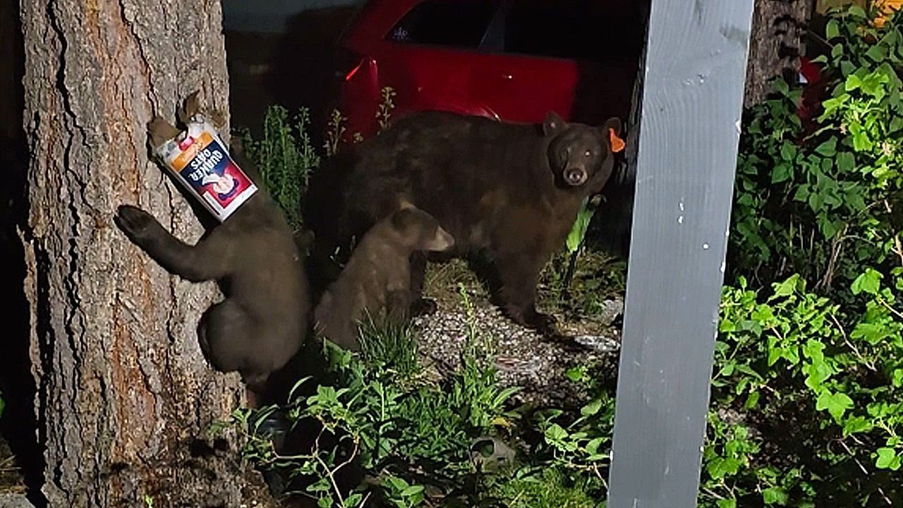 Video: Kleiner Bär hat Behälter auf dem Kopf – Geschwister wollen helfen