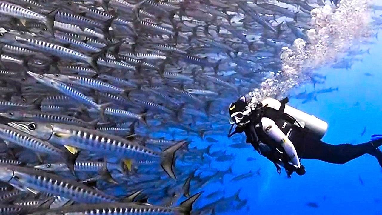 Traffic Jam Underwater: Diver Encounters Massive School of Fish