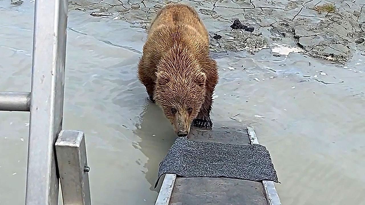 Video: Bär an Bord: Junger Grizzly will auf Touristenboot klettern