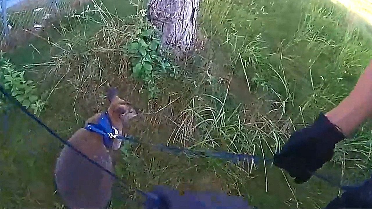 Beuteltier ausgebüxt: Polizisten in Wisconsin jagen widerspenstiges Wallaby